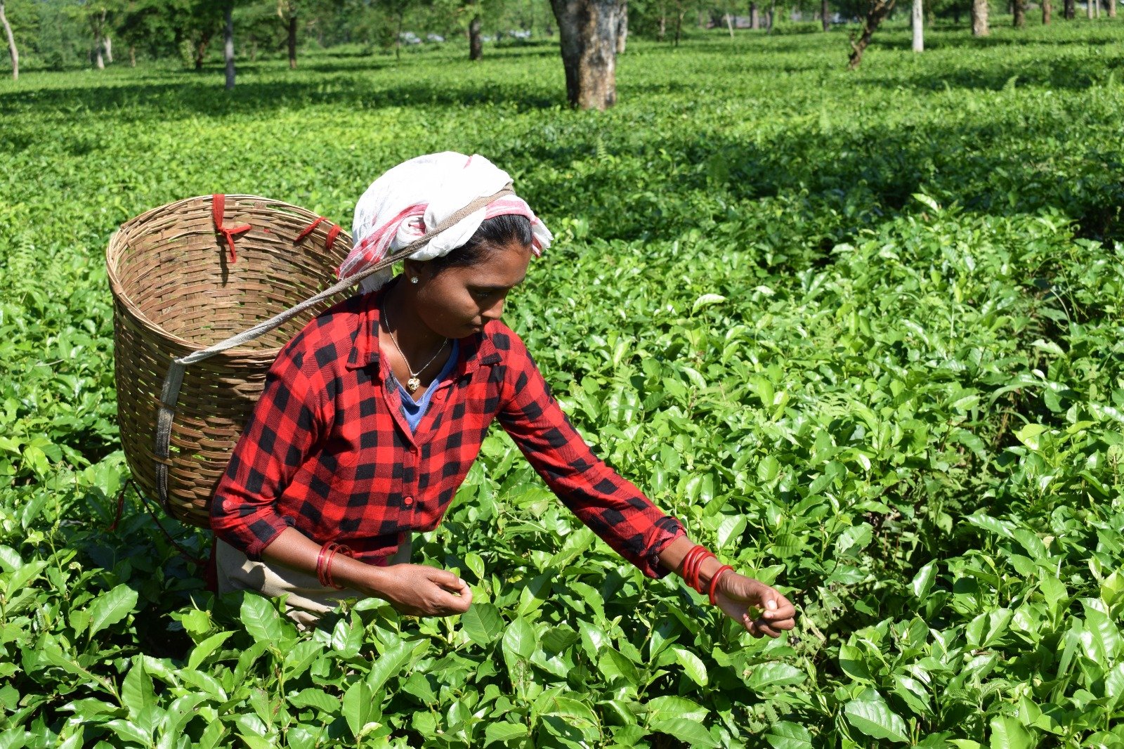 Premium Organic Teas