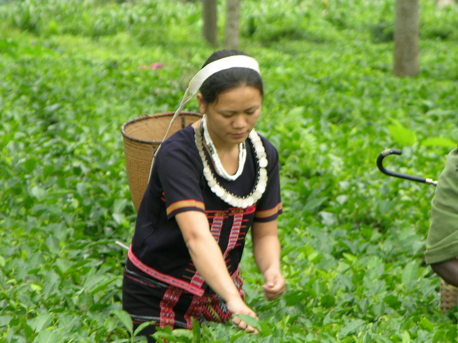 Tea Estate