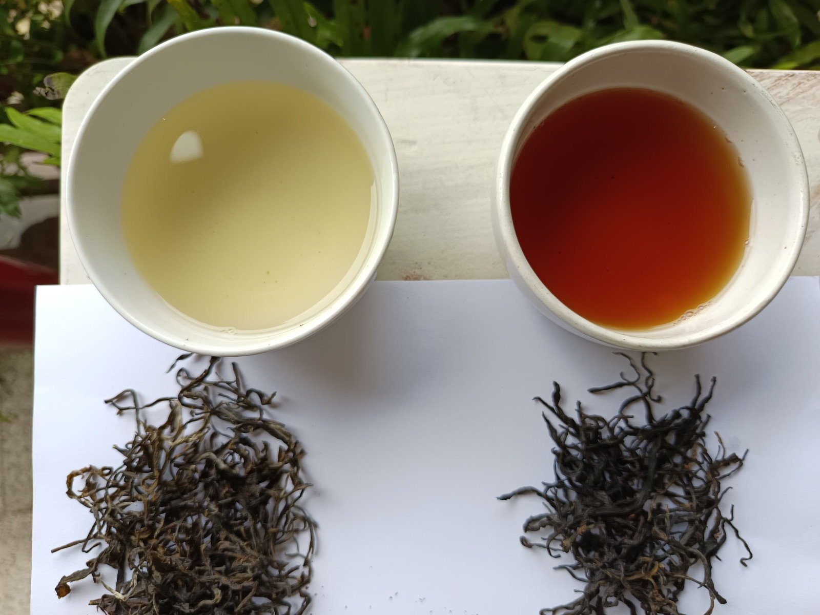 Our Land - Tea Plantation